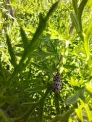 Alagoasa vigintiseptemmaculata