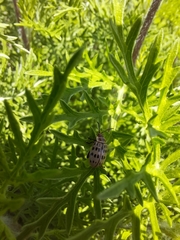 Alagoasa vigintiseptemmaculata