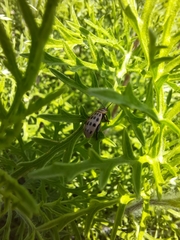 Alagoasa vigintiseptemmaculata