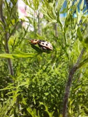 Alagoasa vigintiseptemmaculata