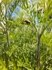 Alagoasa vigintiseptemmaculata