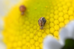 Sminthurus hispanicus