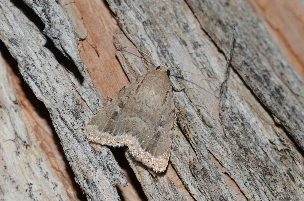 Amphipyra alpherakii