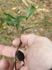 Alnus maritima