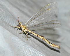 Myrmecaelurus uralensis