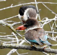 Gryllotalpa africana