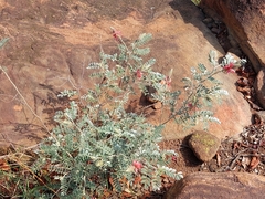 Indigofera mollicoma