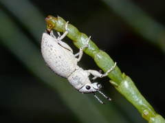 Diglossotrox steveni