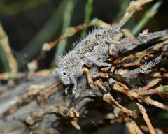 Trichocleonus leucophyllus