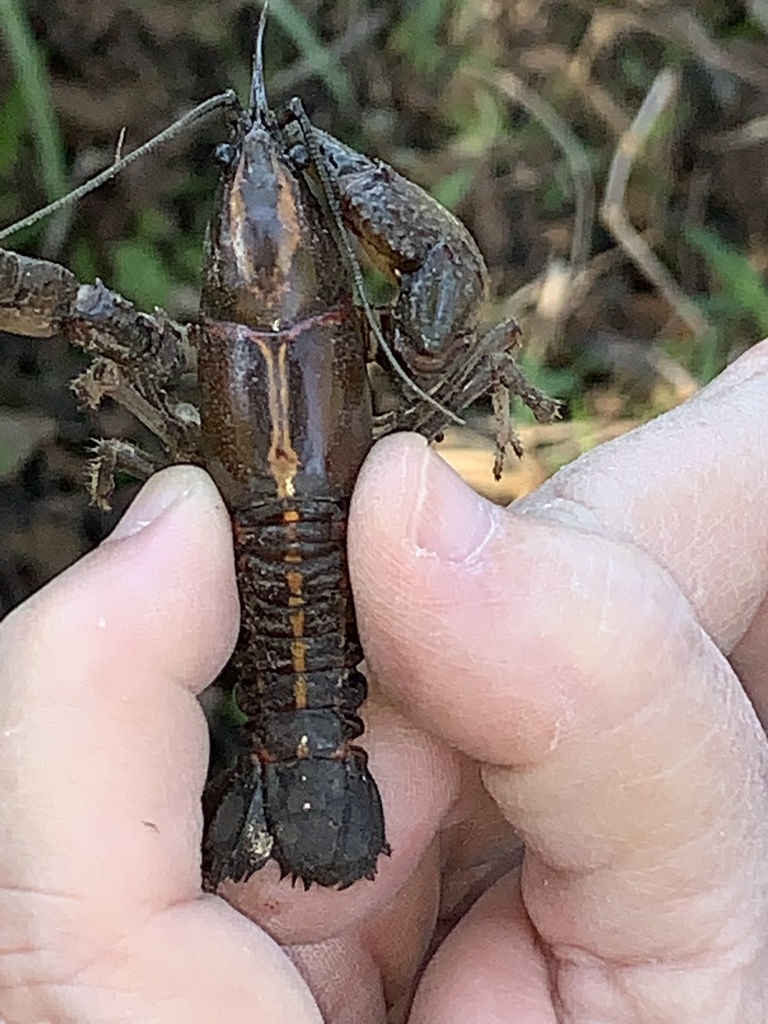 Painted Devil Crayfish From Bailey's Prairie, Tx, Us On November 6 