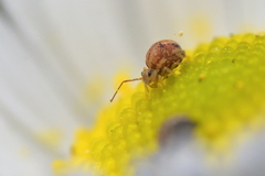 Sminthurus hispanicus