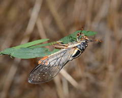 Melampsalta
