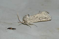 Barchaniella inspersus