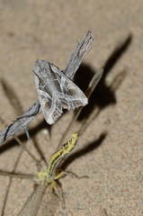 Lacanobia praedita