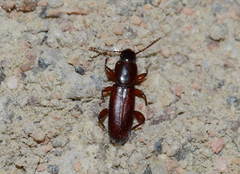 Centorus crassipes