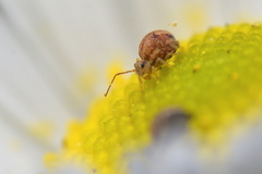 Sminthurus hispanicus