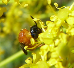 Sterictiphora angelicae