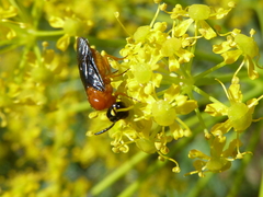 Sterictiphora angelicae