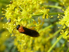 Sterictiphora angelicae