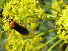 Sterictiphora angelicae