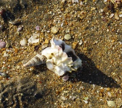 Saccostrea cuccullata