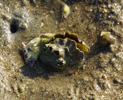 Saccostrea cuccullata