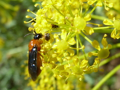 Sterictiphora angelicae