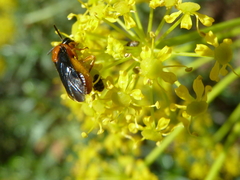 Sterictiphora angelicae