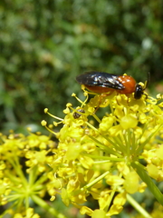 Sterictiphora angelicae
