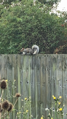 Sciurus carolinensis