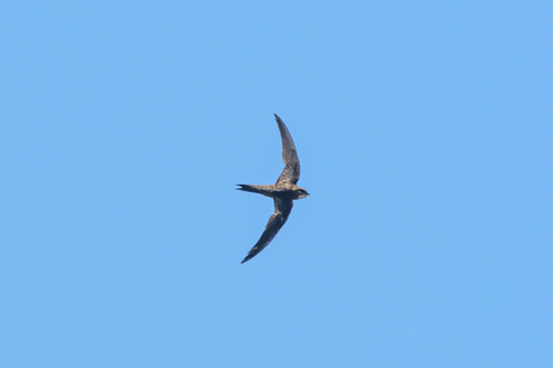 iNaturalist image
