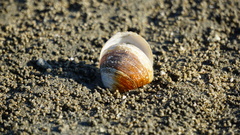 Ruditapes philippinarum