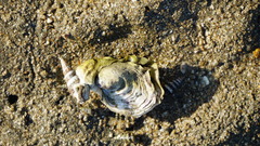 Saccostrea cuccullata