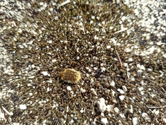 Tropinota squalida