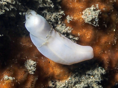 Cephalaspidea