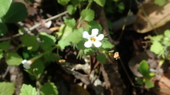 Chaenostoma cordatum