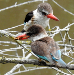 Gryllotalpa africana