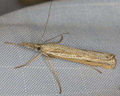 Agriphila attenuatus