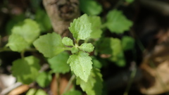 Chaenostoma cordatum
