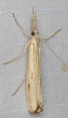 Agriphila attenuatus