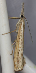Agriphila attenuatus