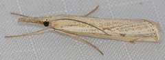 Agriphila attenuatus