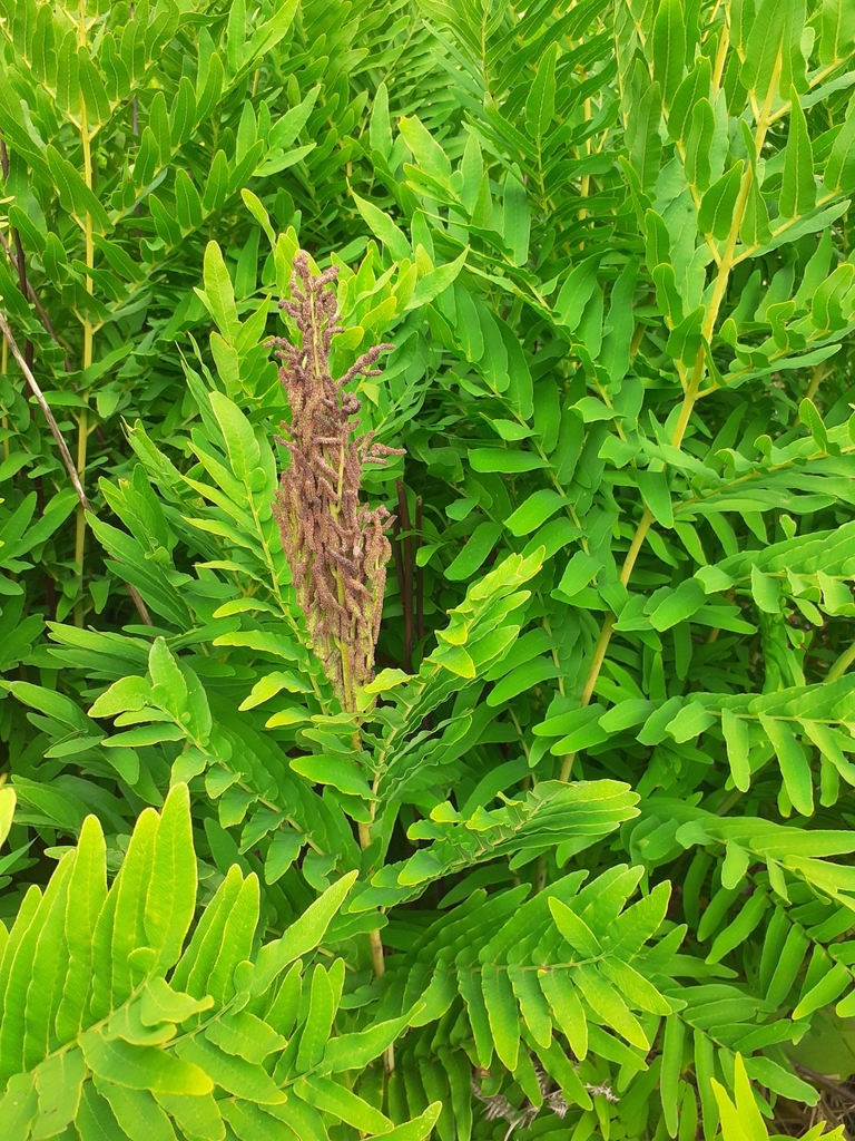 Southern Royal Fern
