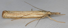 Agriphila attenuatus