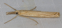 Agriphila attenuatus