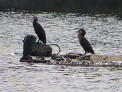 Phalacrocorax carbo
