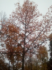 Platanus × hispanica