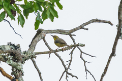 Eremomela scotops