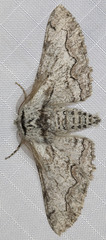 Cochisea sinuaria