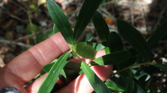 Olea exasperata